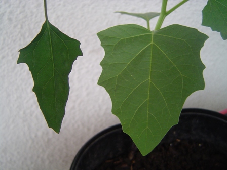 [Foto de planta, jardin, jardineria]