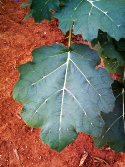 [Foto de planta, jardin, jardineria]