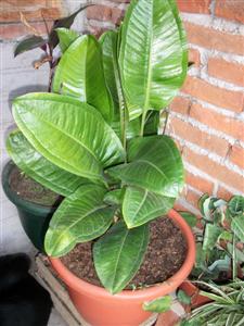 [Foto de planta, jardin, jardineria]