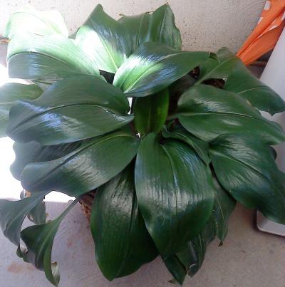 [Foto de planta, jardin, jardineria]