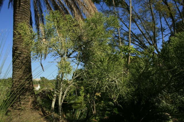 [Foto de planta, jardin, jardineria]