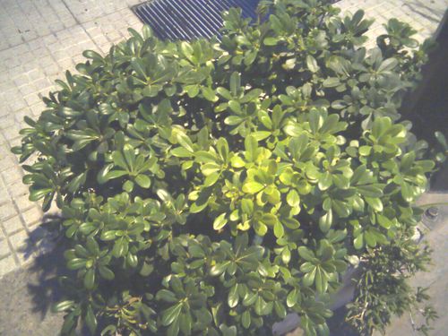 [Foto de planta, jardin, jardineria]