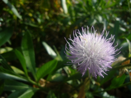 [Foto de planta, jardin, jardineria]