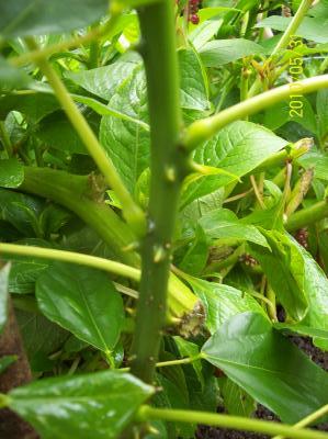 [Foto de planta, jardin, jardineria]