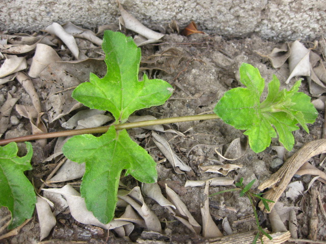 [Foto de planta, jardin, jardineria]