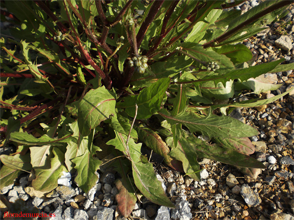 [Foto de planta, jardin, jardineria]