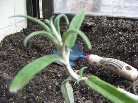 [Foto de planta, jardin, jardineria]