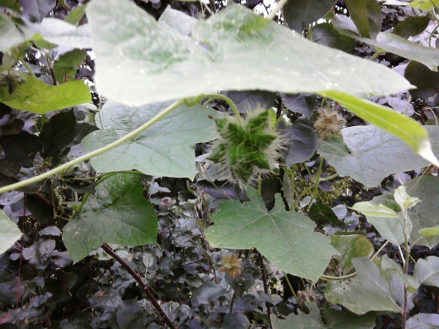 [Foto de planta, jardin, jardineria]