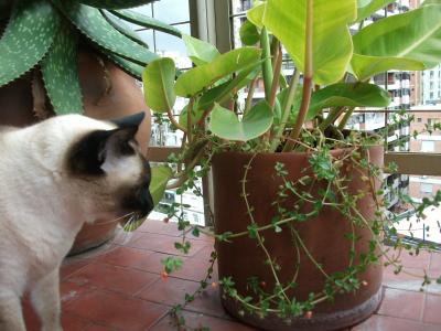 [Foto de planta, jardin, jardineria]