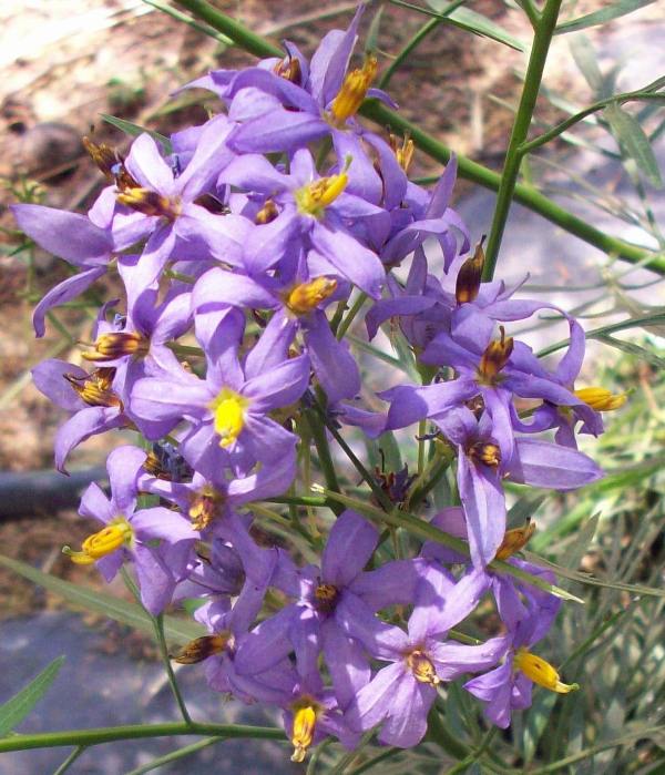 [Foto de planta, jardin, jardineria]