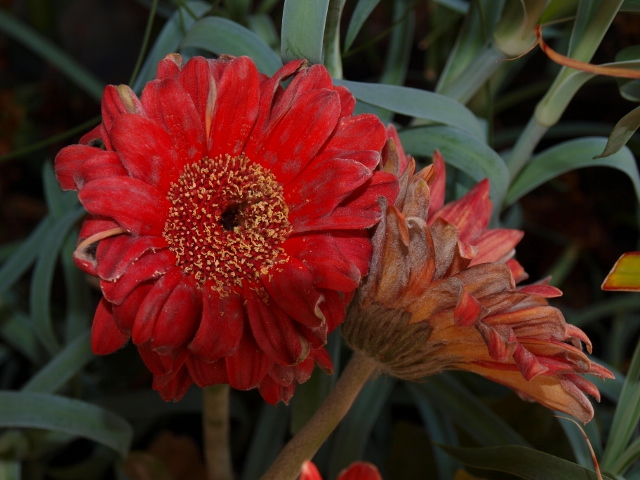 [Foto de planta, jardin, jardineria]