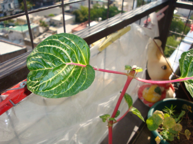 [Foto de planta, jardin, jardineria]