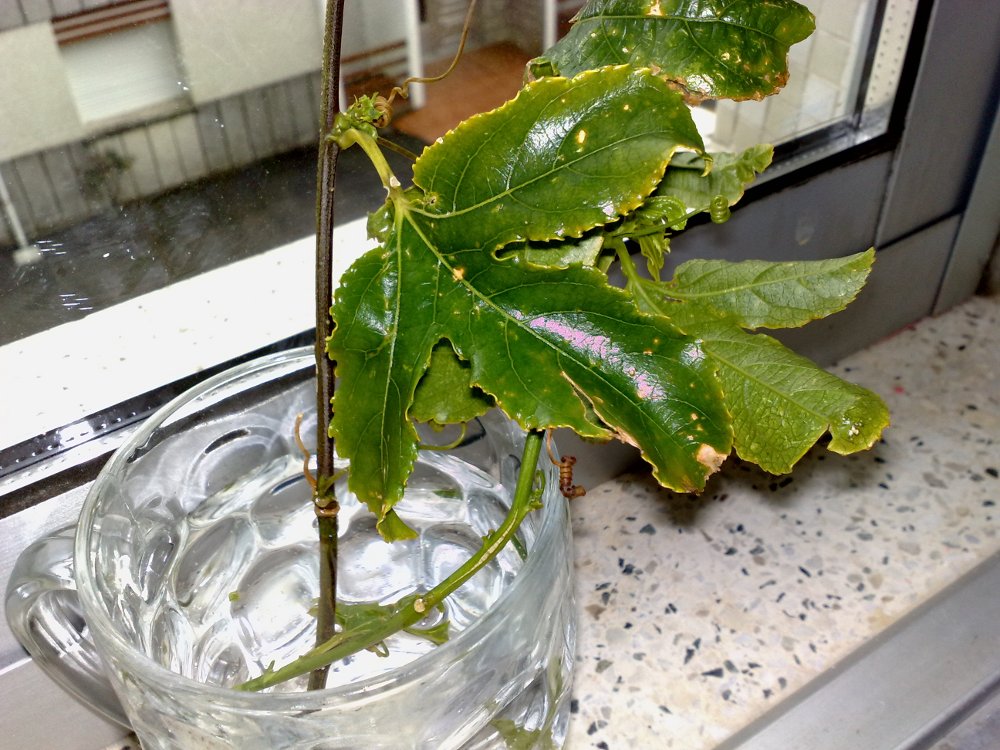 [Foto de planta, jardin, jardineria]
