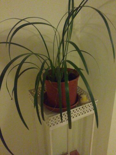 [Foto de planta, jardin, jardineria]