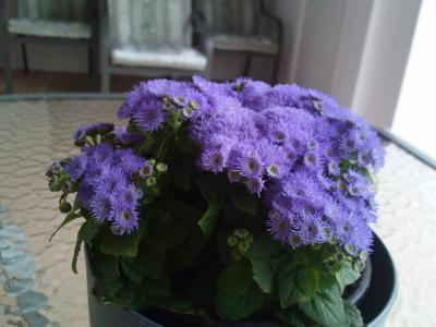 [Foto de planta, jardin, jardineria]