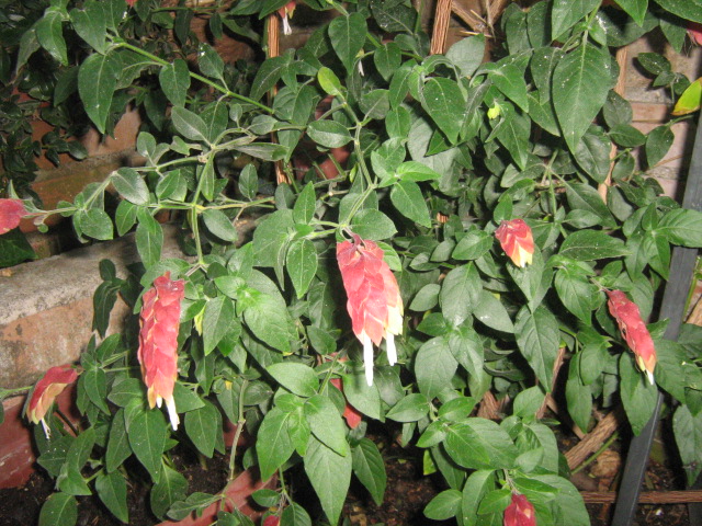 [Foto de planta, jardin, jardineria]