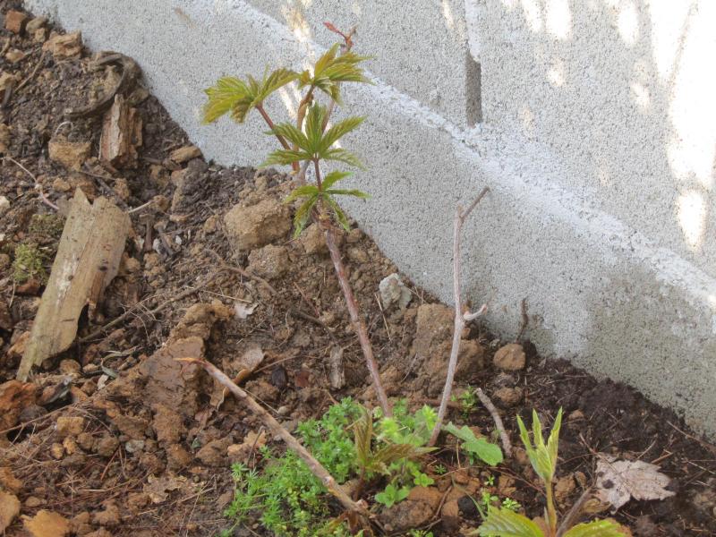 [Foto de planta, jardin, jardineria]