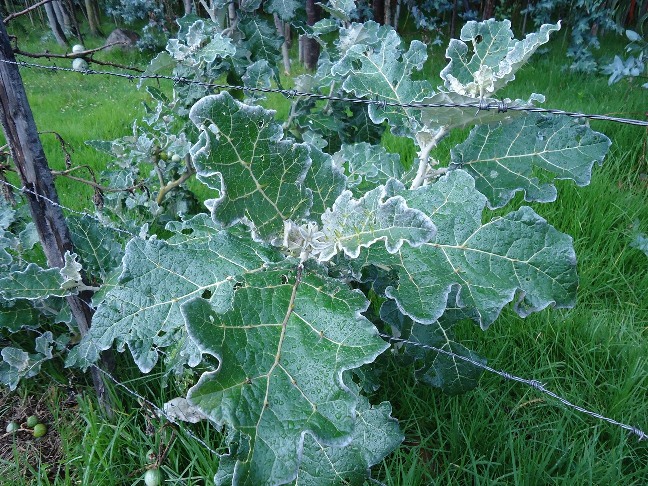 [Foto de planta, jardin, jardineria]