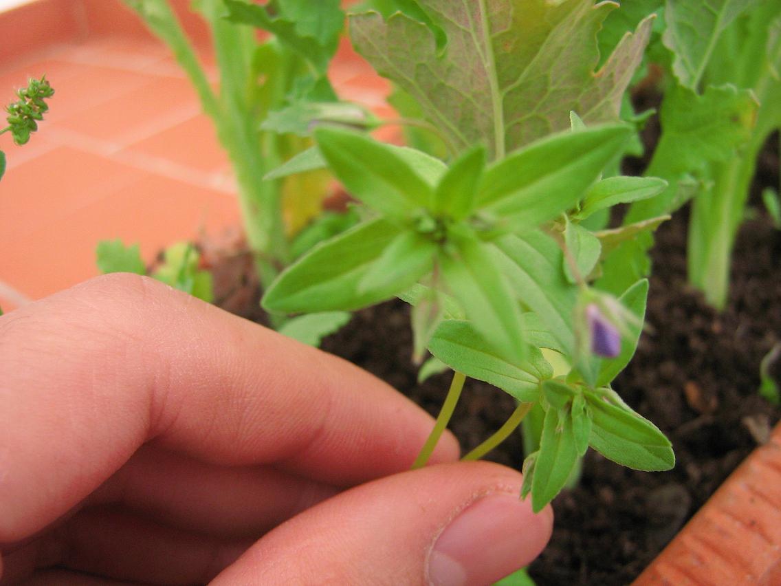 [Foto de planta, jardin, jardineria]