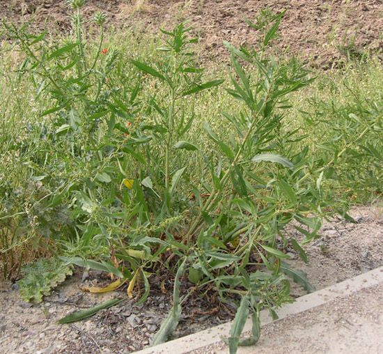 [Foto de planta, jardin, jardineria]