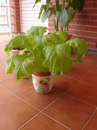 [Foto de planta, jardin, jardineria]