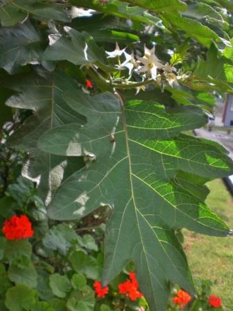 [Foto de planta, jardin, jardineria]