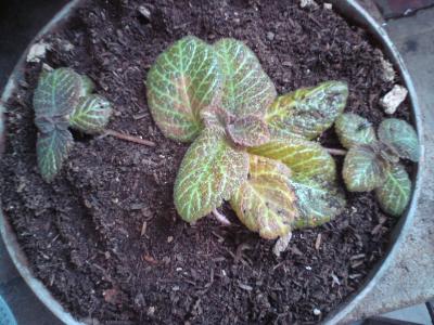[Foto de planta, jardin, jardineria]