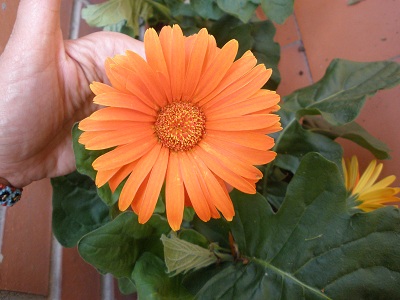 [Foto de planta, jardin, jardineria]