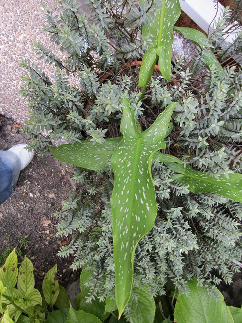 [Foto de planta, jardin, jardineria]