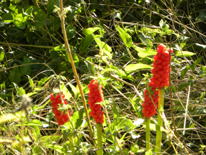 [Foto de planta, jardin, jardineria]