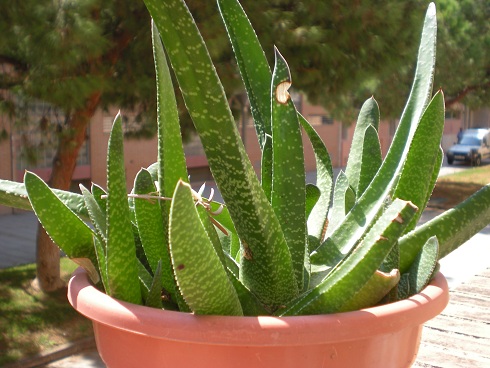 [Foto de planta, jardin, jardineria]