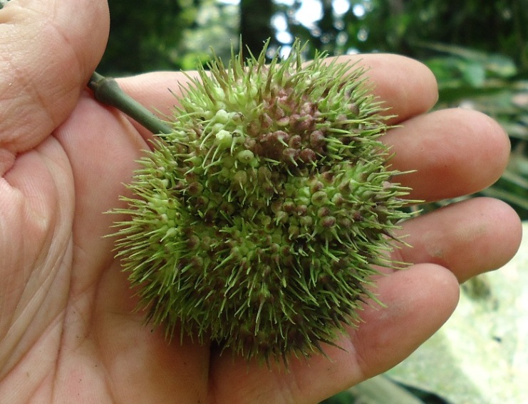 [Foto de planta, jardin, jardineria]