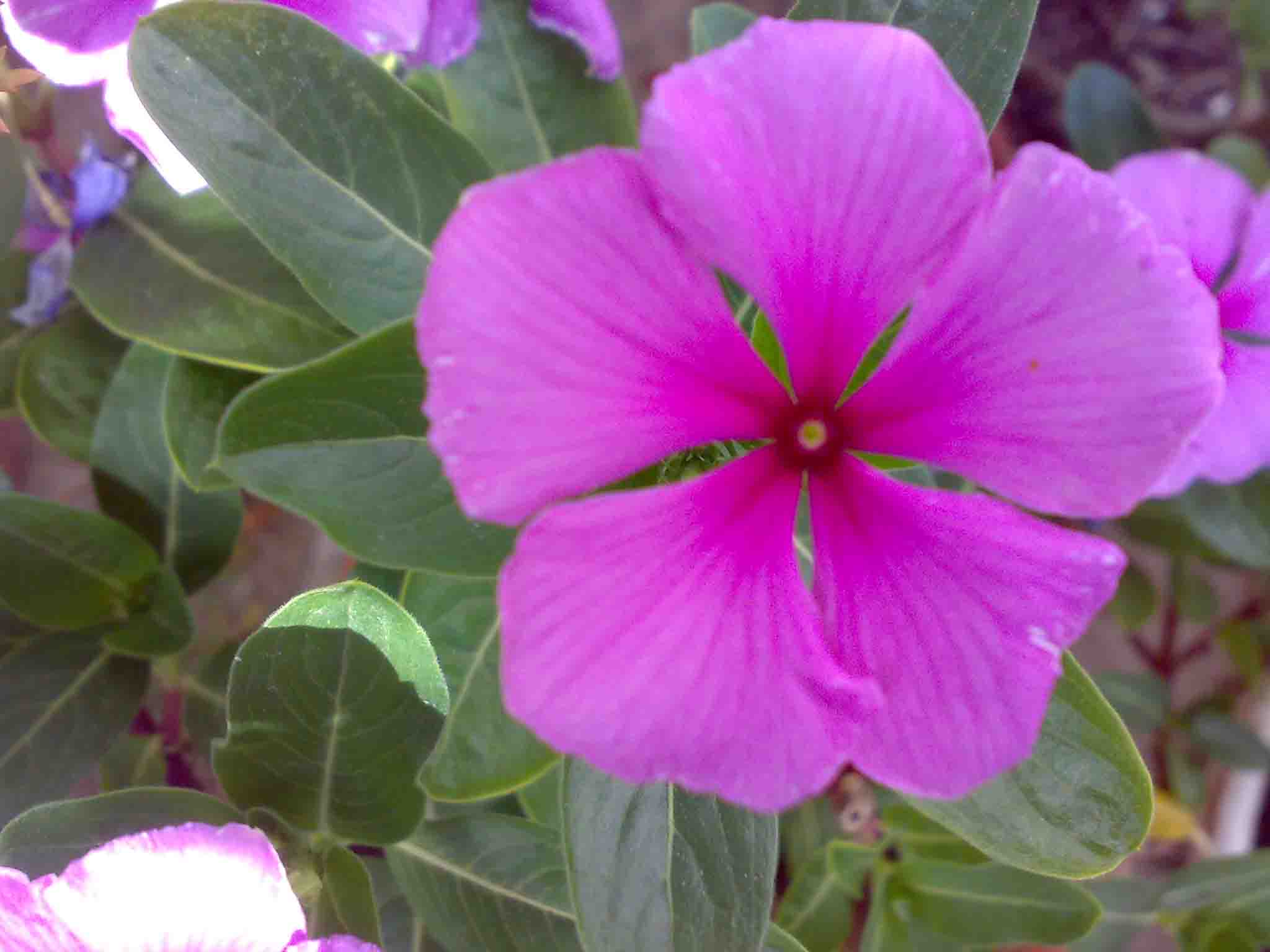 [Foto de planta, jardin, jardineria]