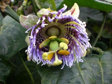 [Foto de planta, jardin, jardineria]