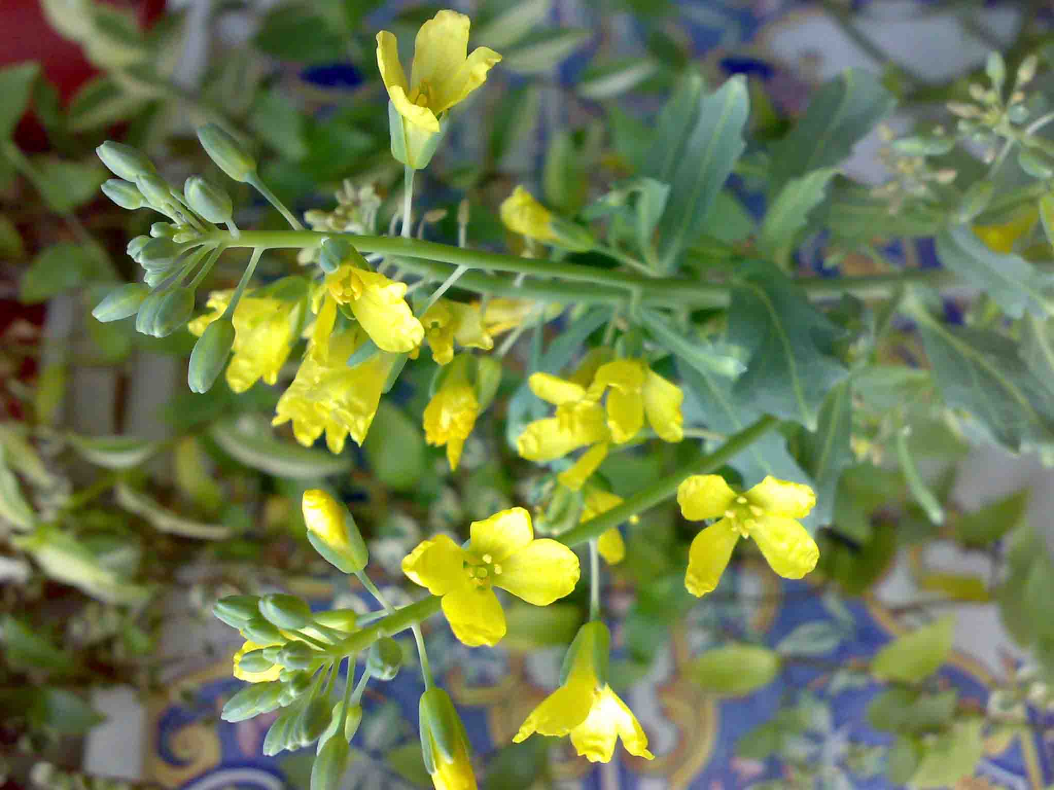 [Foto de planta, jardin, jardineria]