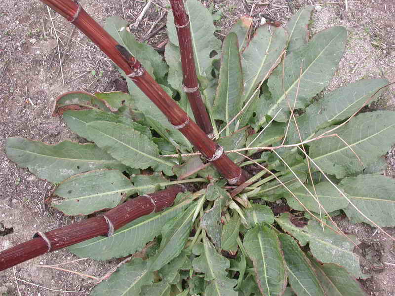 [Foto de planta, jardin, jardineria]