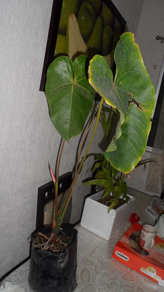 [Foto de planta, jardin, jardineria]