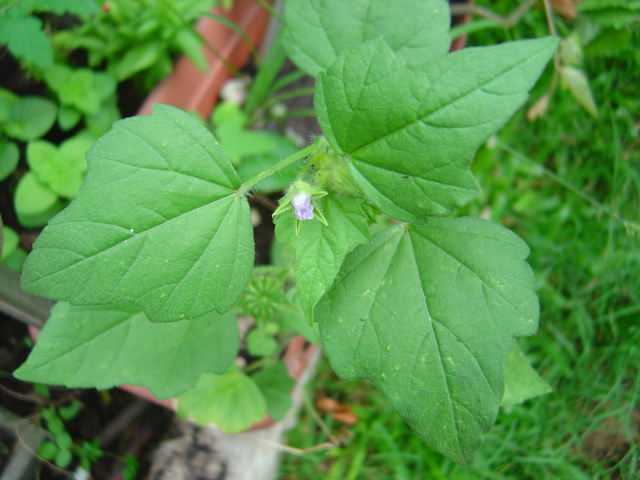[Foto de planta, jardin, jardineria]