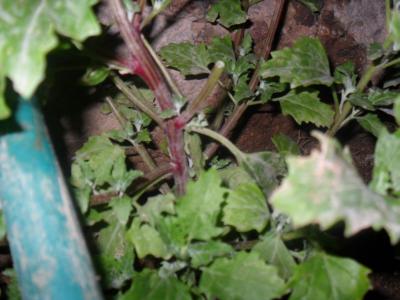 [Foto de planta, jardin, jardineria]