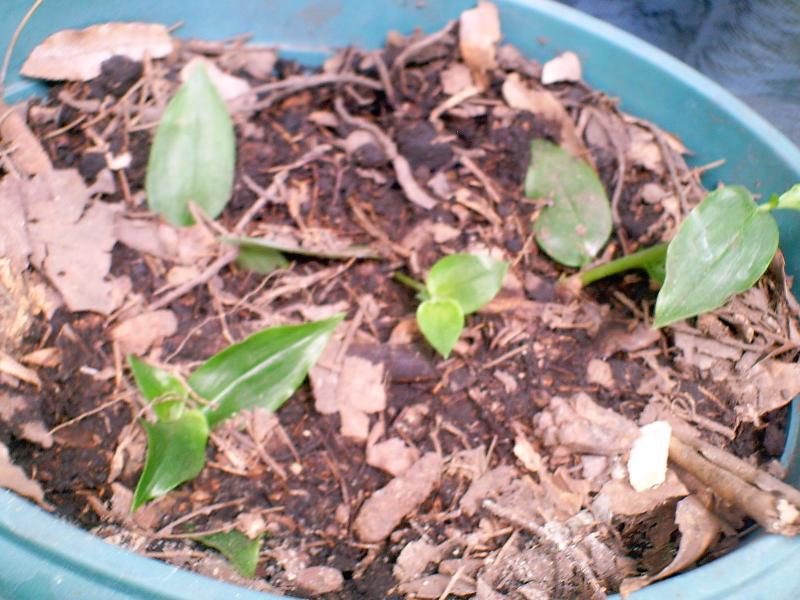 [Foto de planta, jardin, jardineria]