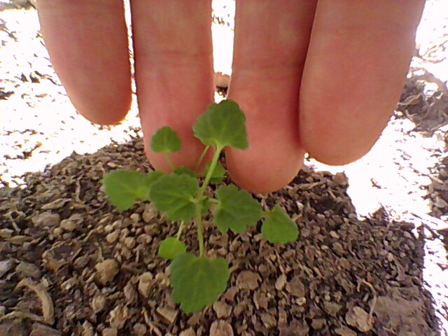 [Foto de planta, jardin, jardineria]