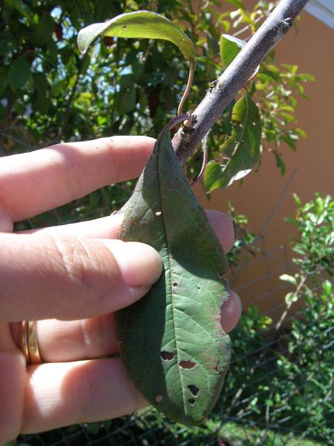 [Foto de planta, jardin, jardineria]