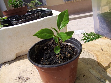 [Foto de planta, jardin, jardineria]