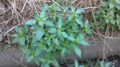 [Foto de planta, jardin, jardineria]