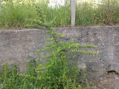 [Foto de planta, jardin, jardineria]