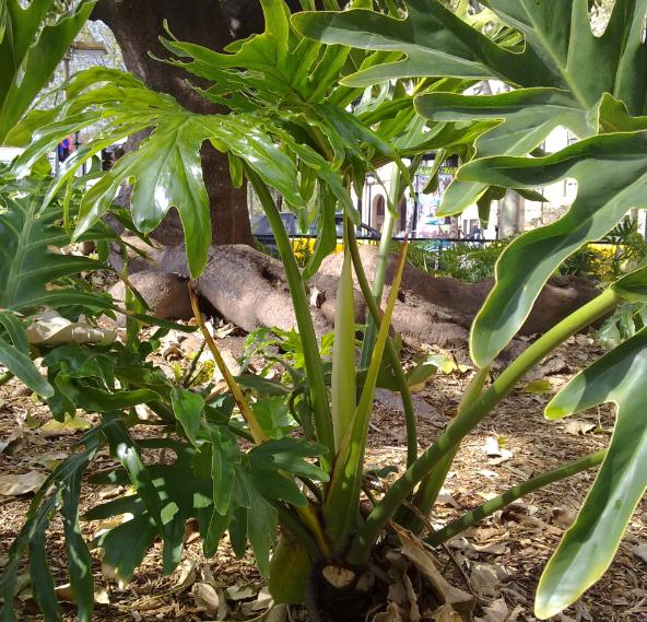 [Foto de planta, jardin, jardineria]