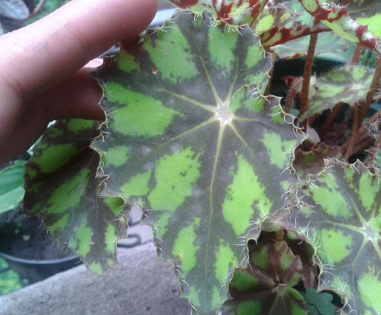 [Foto de planta, jardin, jardineria]