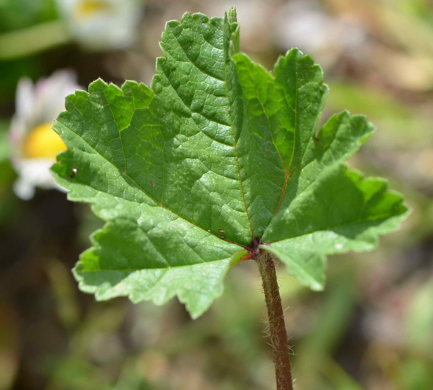 [Foto de planta, jardin, jardineria]