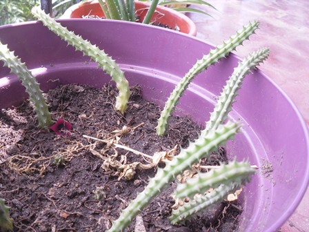 [Foto de planta, jardin, jardineria]