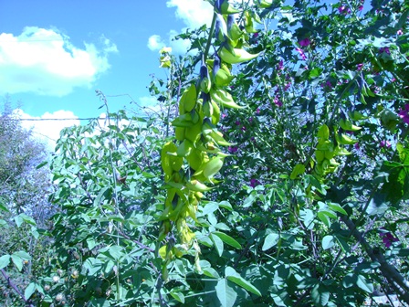 [Foto de planta, jardin, jardineria]